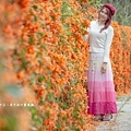 滿版金橘色瀑布花景【台中后科炮仗花】2025最新花況，春季限定版美景（詳細地址）