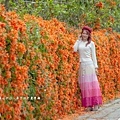 滿版金橘色瀑布花景【台中后科炮仗花】2025最新花況，春季限定版美景（詳細地址）
