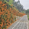 滿版金橘色瀑布花景【台中后科炮仗花】2025最新花況，春季限定版美景（詳細地址）