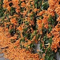 滿版金橘色瀑布花景【台中后科炮仗花】2025最新花況，春季限定版美景（詳細地址）