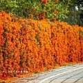 滿版金橘色瀑布花景【台中后科炮仗花】2025最新花況，春季限定版美景（詳細地址）