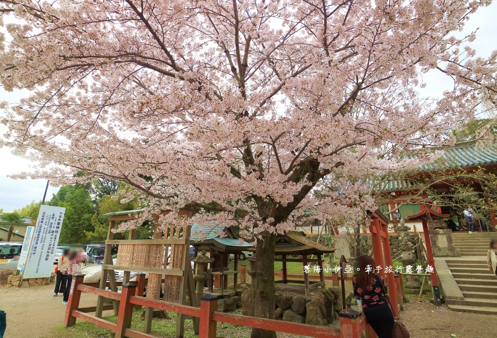 奈良景點【冰室神社】賞櫻熱門景點，枝垂櫻美麗極了！奈良公園順遊景點