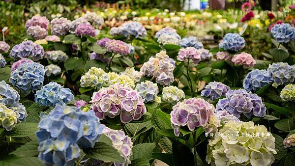 桃園免門票景點【大溪天御花園】歐式花園廣場、繡球花美拍、下午茶、綠色草皮
