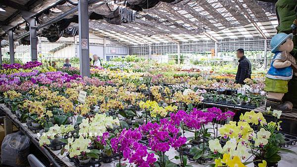 桃園免門票景點【大溪天御花園】歐式花園廣場、繡球花美拍、下午茶、綠色草皮