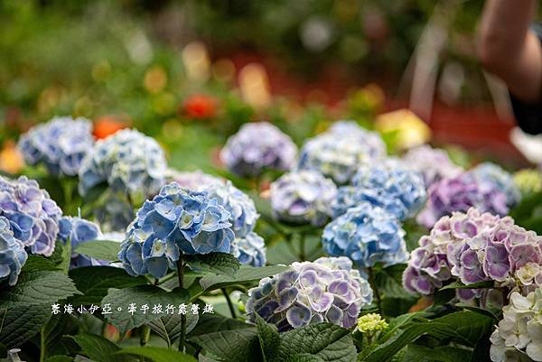 桃園免門票景點【大溪天御花園】歐式花園廣場、繡球花美拍、下午茶、綠色草皮