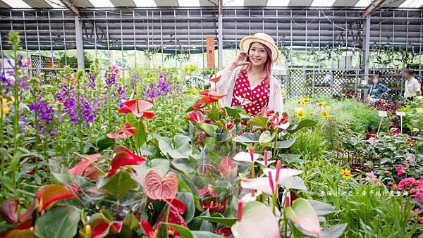 桃園免門票景點【大溪天御花園】歐式花園廣場、繡球花美拍、下午茶、綠色草皮