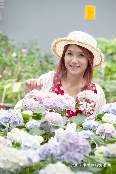 桃園免門票景點【大溪天御花園】歐式花園廣場、繡球花美拍、下午茶、綠色草皮