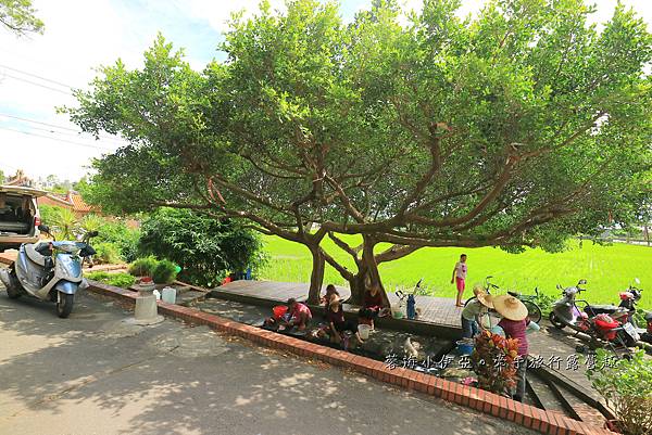 桃園【霄裡石母娘娘浣衣池】夏天戲水好去處，池水沁涼清澈終年不乾涸，大樹遮蔭不怕曬