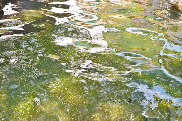 桃園【霄裡石母娘娘浣衣池】夏天戲水好去處，池水沁涼清澈終年不乾涸，大樹遮蔭不怕曬