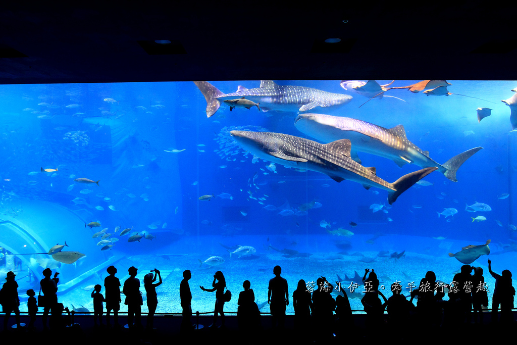 沖繩【JUNGLIA 叢林樂園】TOP10沖繩恐龍主題樂園周邊景點