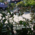 暖地小藍莓 (4)