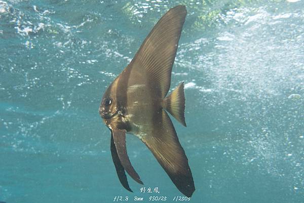 尖翅燕魚(幼)
