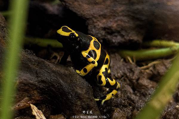 黃帶箭毒蛙