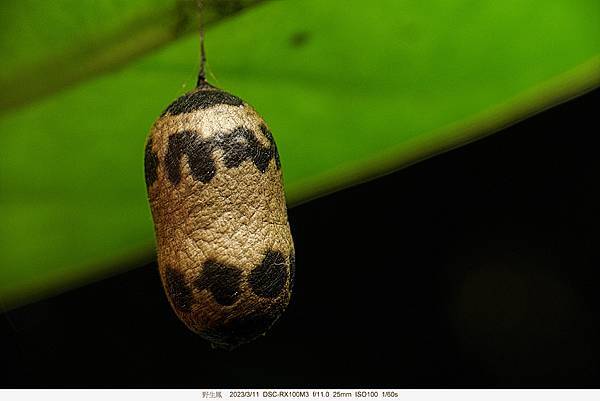 繭 %2F 懸繭姬蜂屬(
