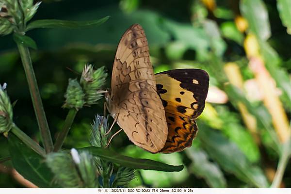 蝶 %2F 黃襟蛺蝶