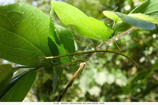 竹節蟲 %2F 棉桿竹節蟲(幼)