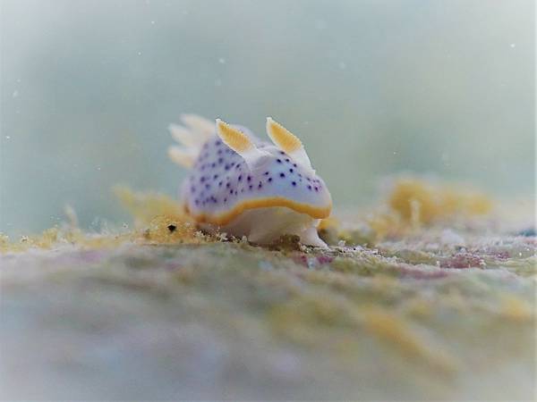 Chromodoris aspersa 粗慥多彩海牛.jpg