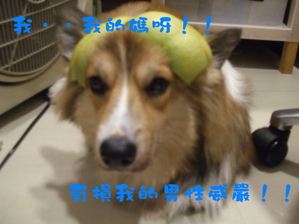 柚子球1