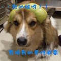 柚子球1
