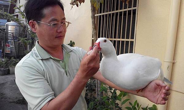 11017675_462952510531285_4351734356656541980_n 試用