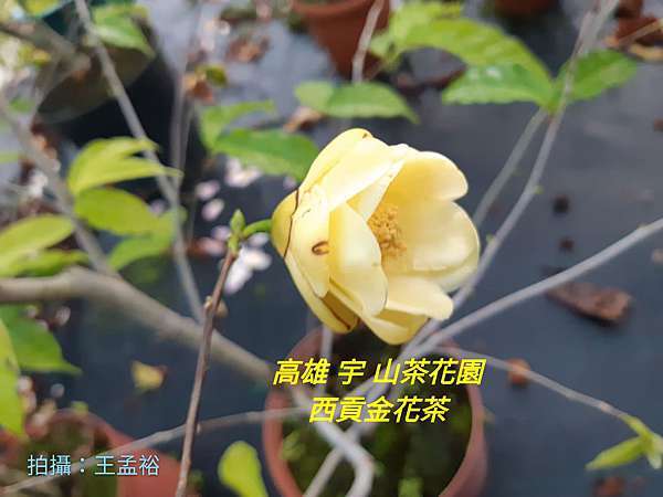 南部選購茶花 欣賞茶花的好地方 高雄宇山茶花園 位址 高雄市大寮區中庄里打鐵店街63號 請欣賞本園茶花開花照片 航海王 南部選購茶花 欣賞茶花的好地方 高雄宇山茶花園 位址 高雄市大寮區中庄里打鐵店街63號 請欣賞本園茶花開花照片 航海王