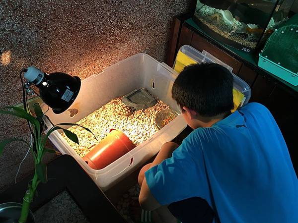 不二家芒果 不二家 不二家零食 不二家果汁