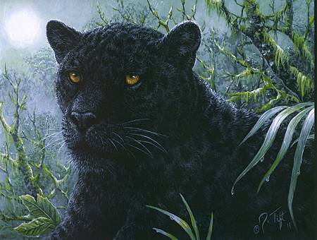 Panther.jpg Panther.jpg