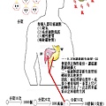 分子矯正醫學-4.jpg