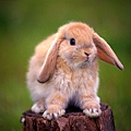 兔兔~