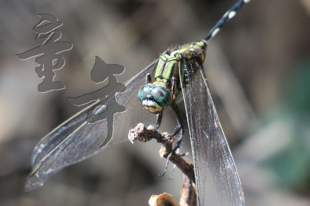 童年.JPG 童年.JPG