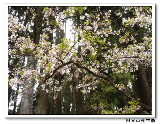 櫻花1.jpg 櫻花1.jpg