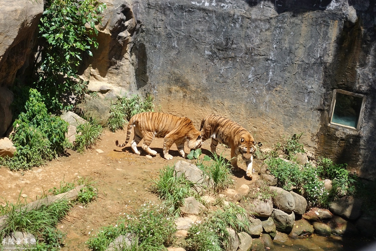 新竹市立動物園孟加拉虎