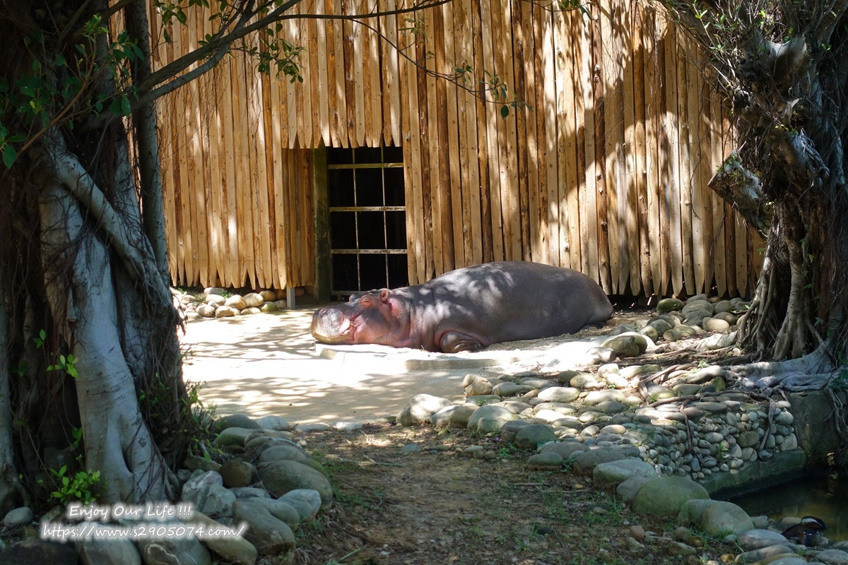 新竹市立動物園河馬樂樂