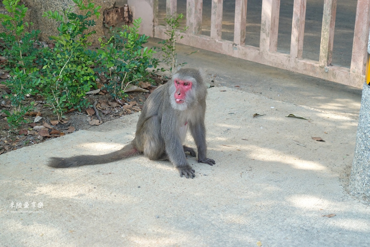 壽山動物園DSC03481010.jpg