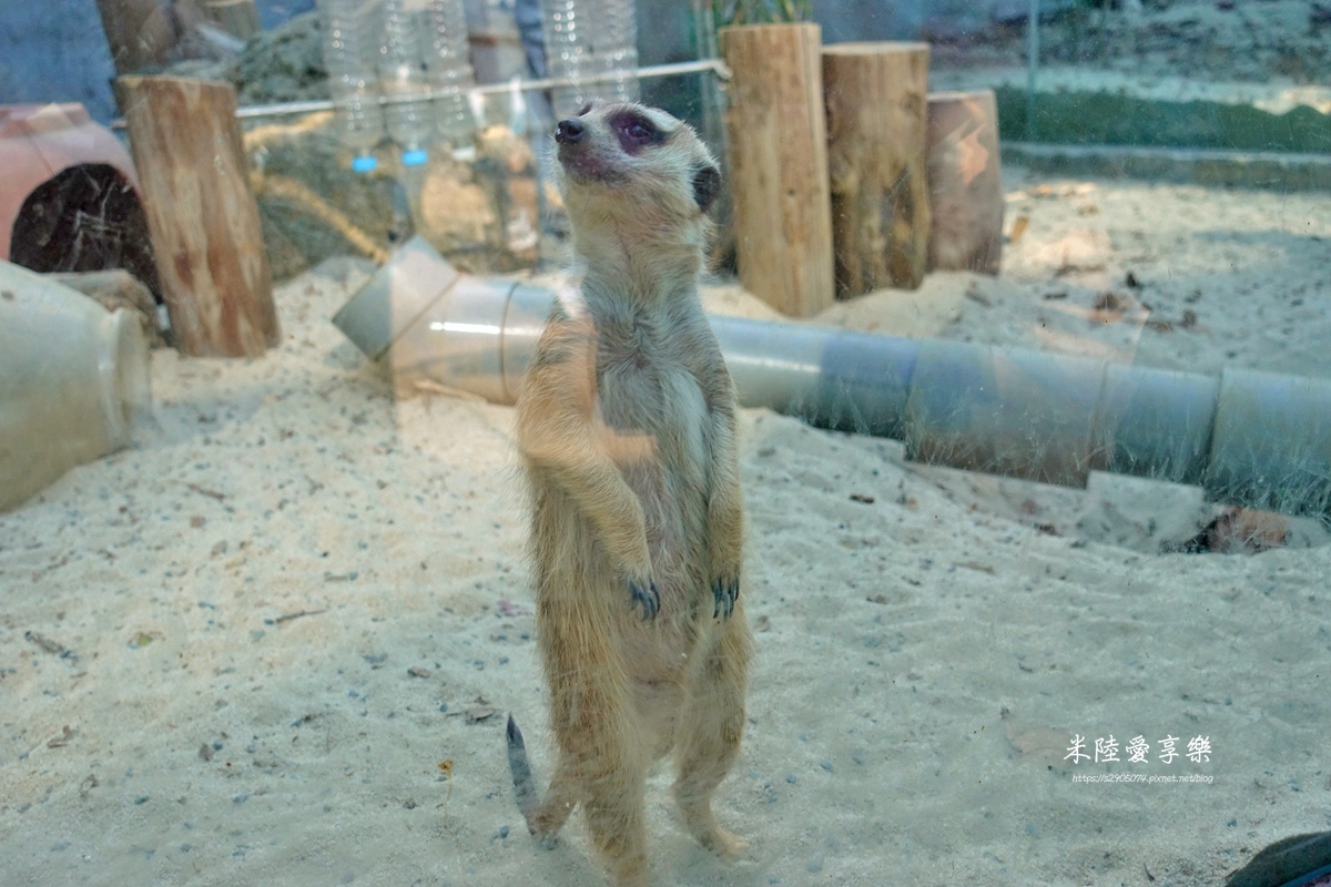 壽山動物園DSC03502031.jpg