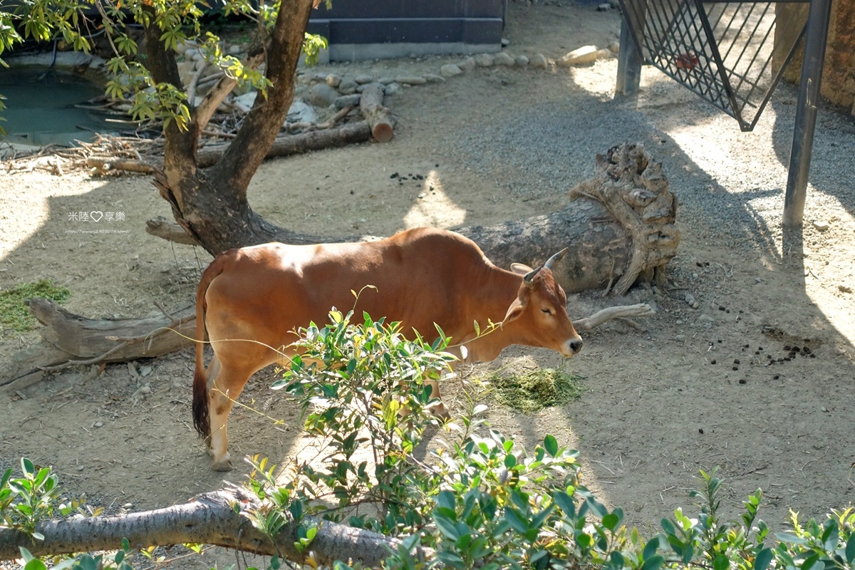 壽山動物園DSC03522050.jpg