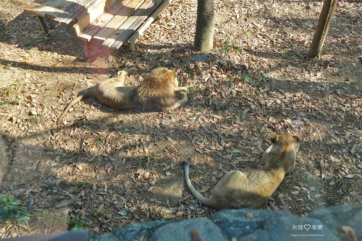 壽山動物園DSC03569096.jpg