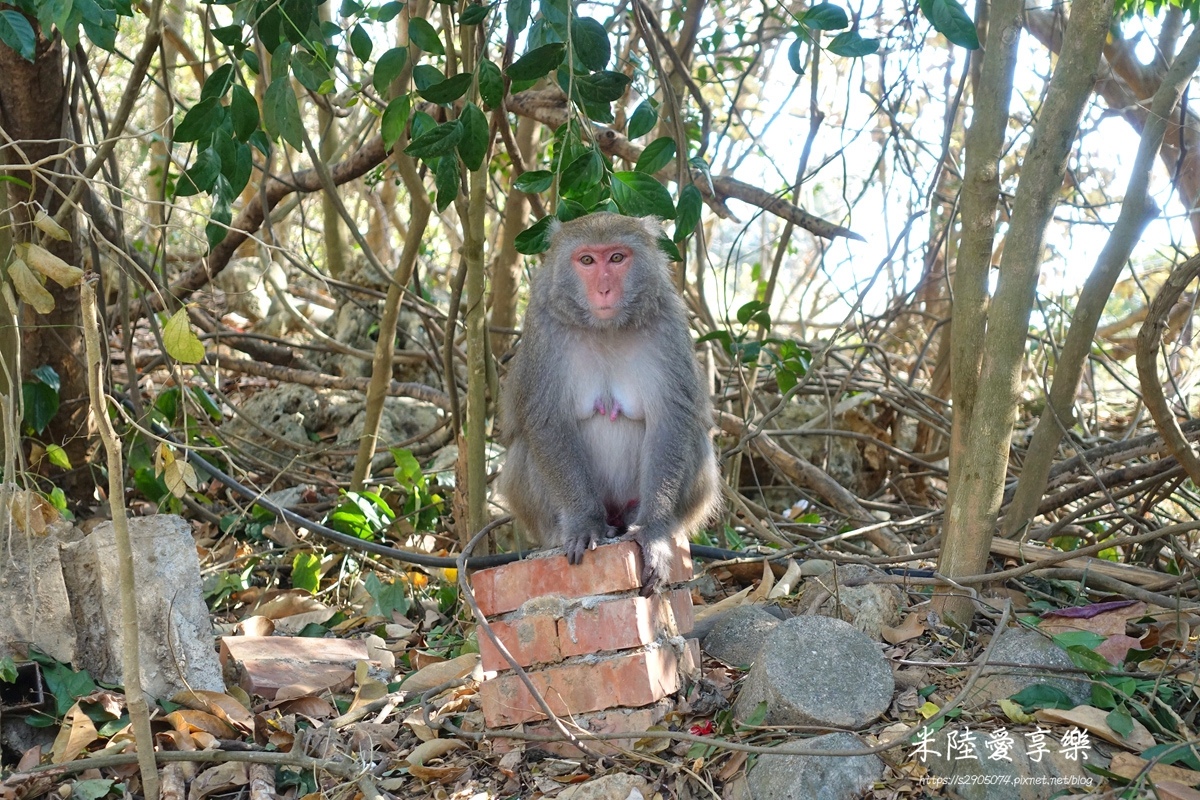 壽山動物園DSC03577104.jpg