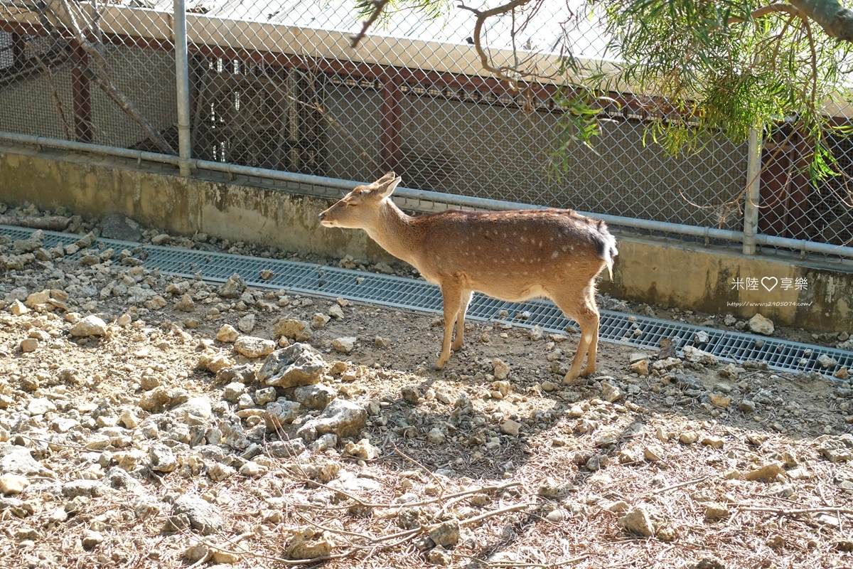 壽山動物園DSC03583109.jpg