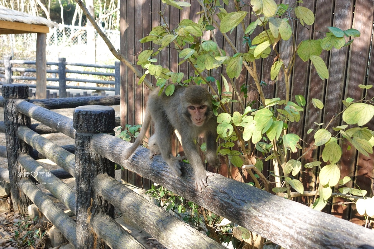 壽山動物園DSC03619143.jpg