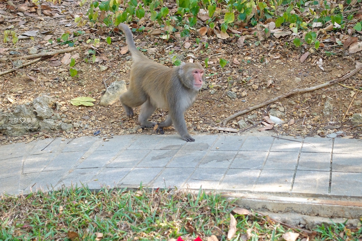 壽山動物園DSC03623147.jpg