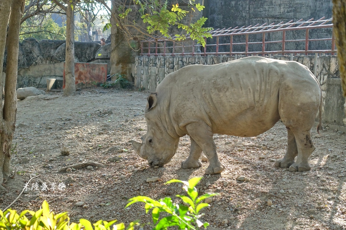 壽山動物園DSC03655177.jpg