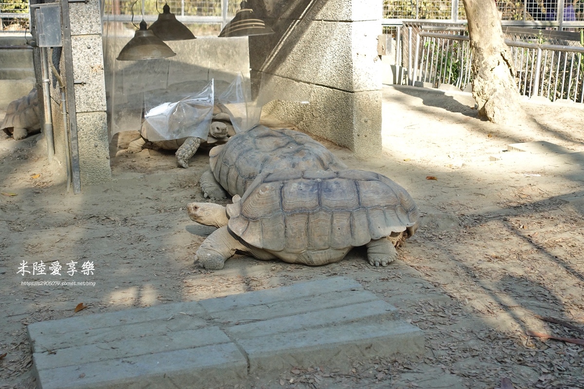 壽山動物園DSC03673193.jpg