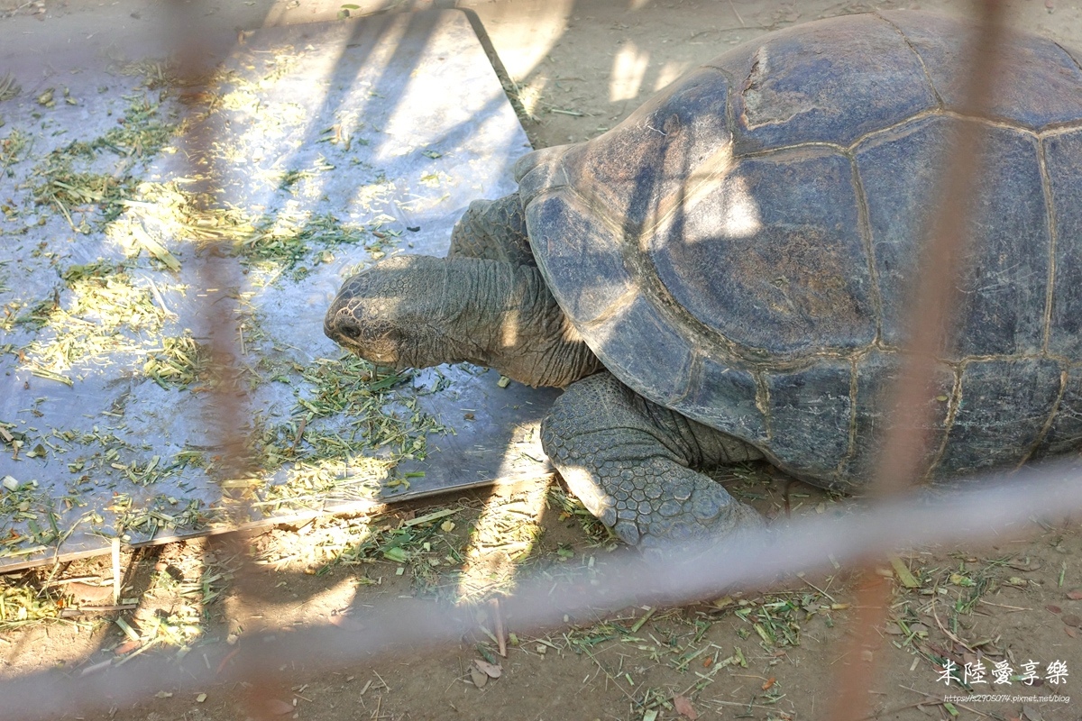 壽山動物園DSC03675195.jpg