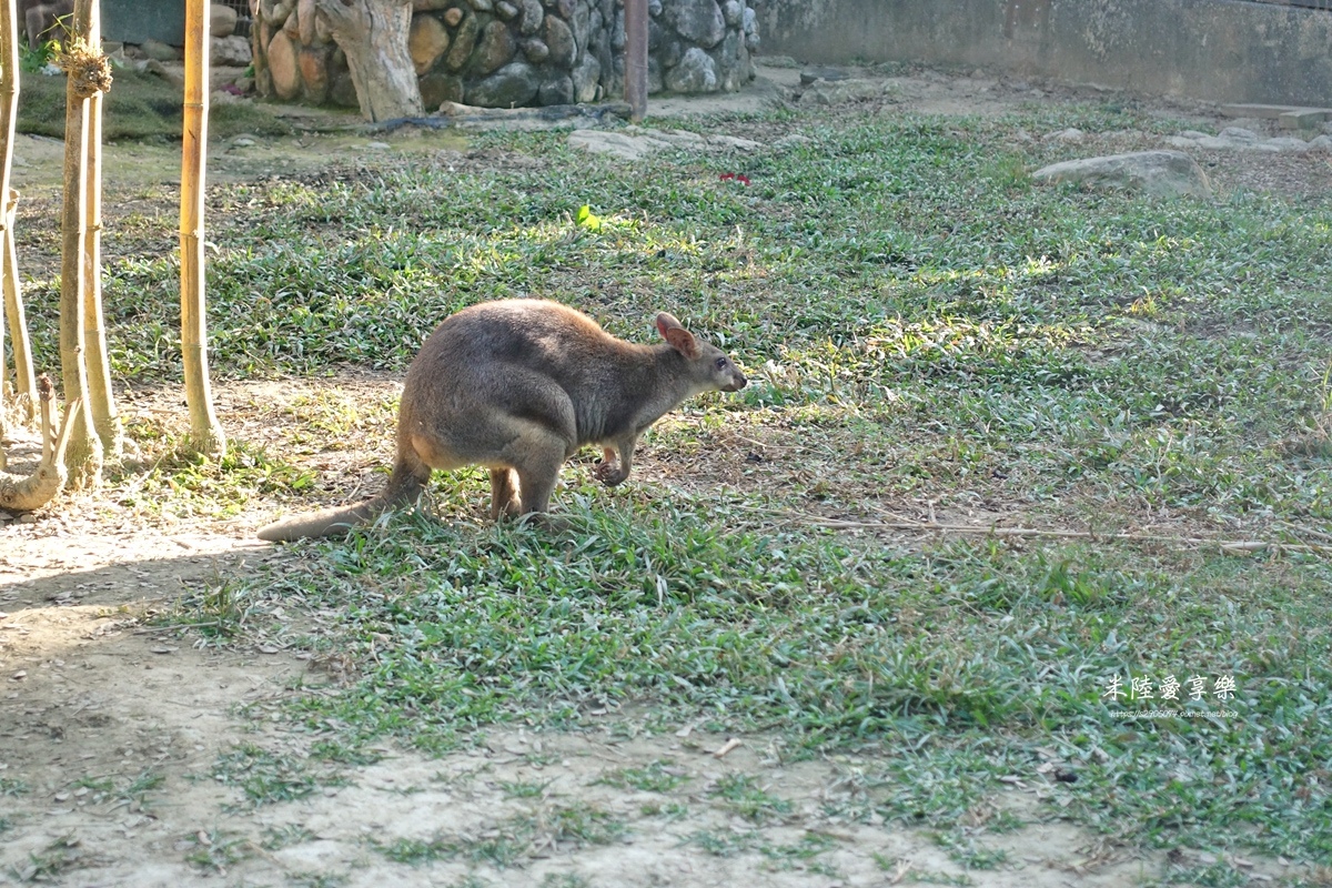 壽山動物園DSC03706225.jpg