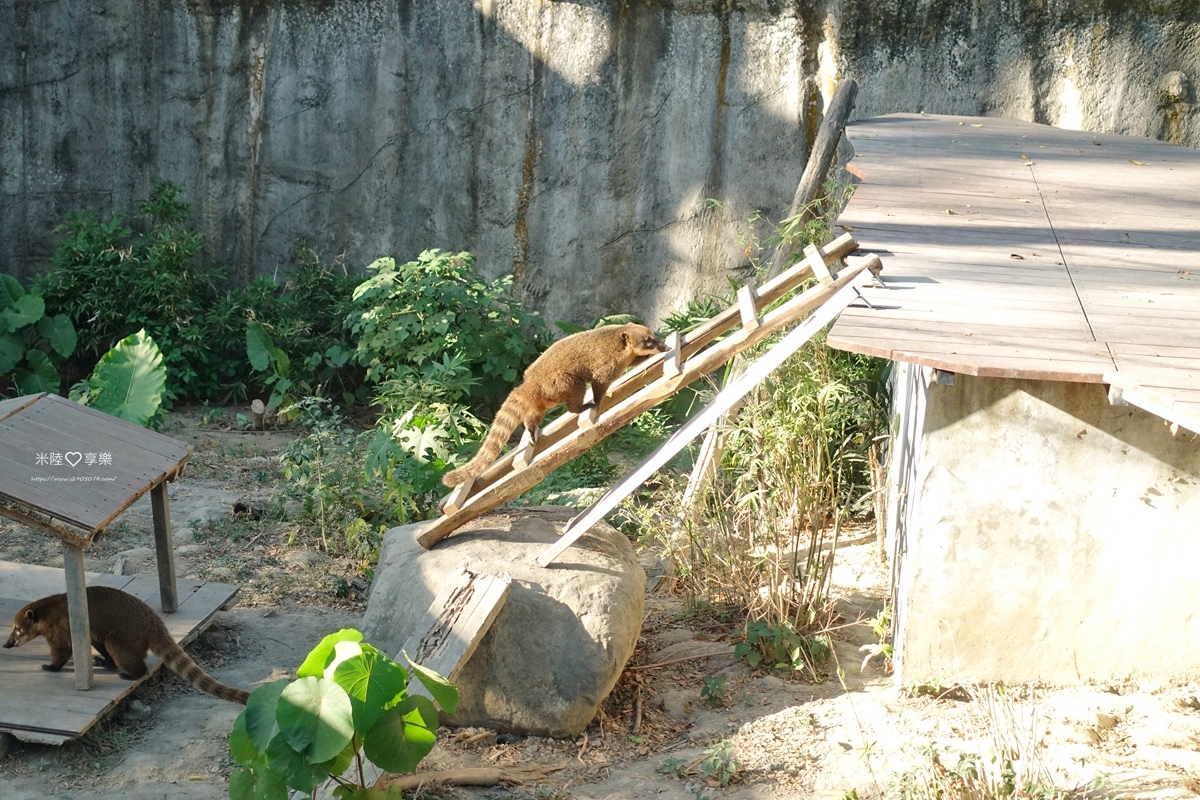 壽山動物園DSC03714233.jpg