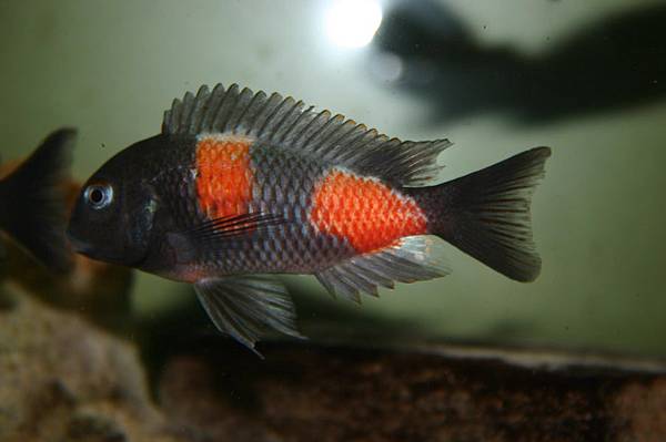 Tropheus moorii Bulu point