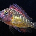 Tropheus Red Rainbow