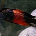 Tropheus_Moorii__Bemba_SNZ