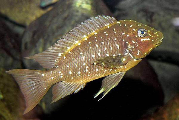 Petrochromis